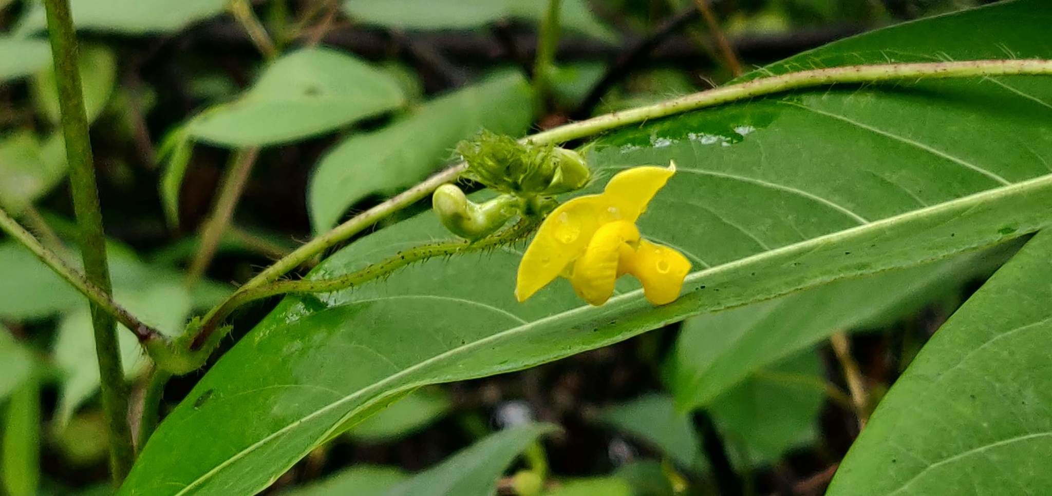 Vigna mungo