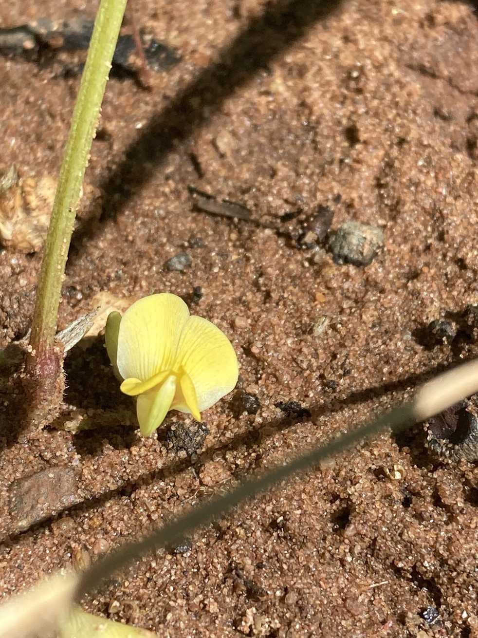 Vigna subterranea