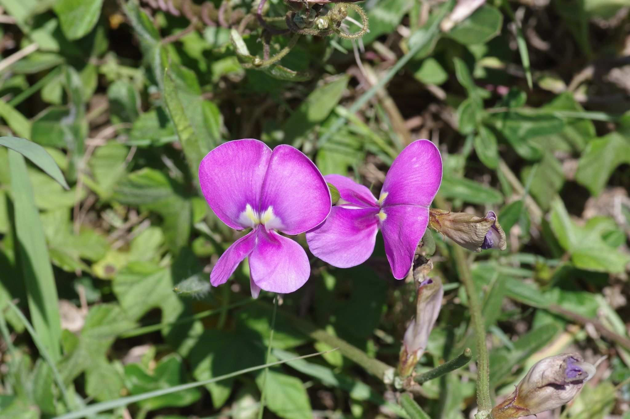 Vigna unguiculata