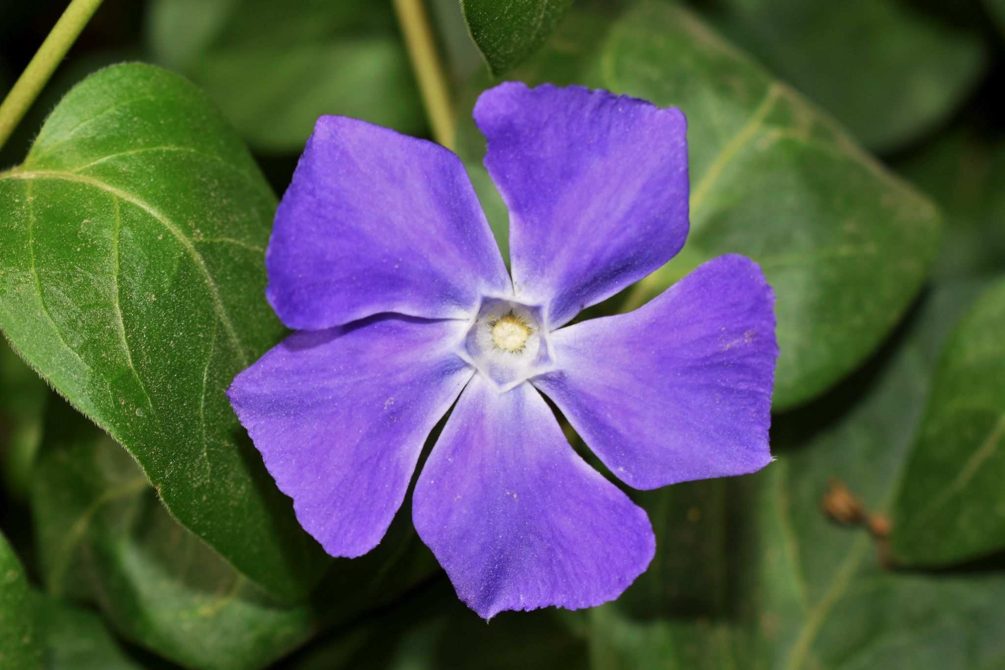 Vinca major