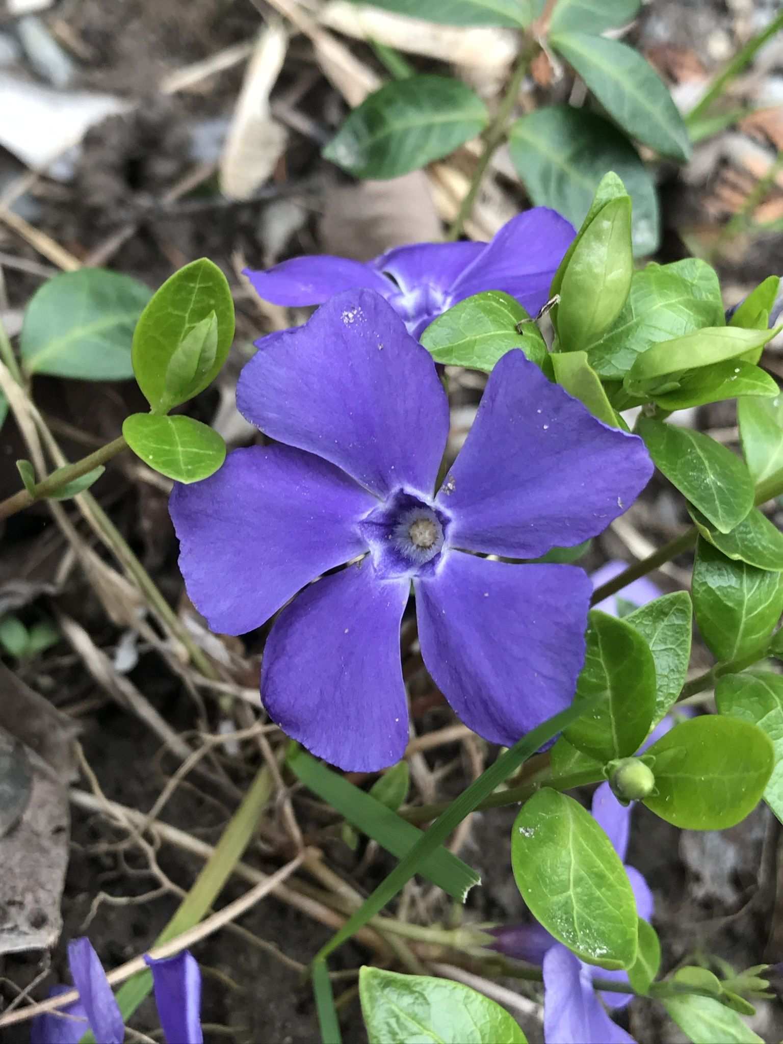 Vinca minor