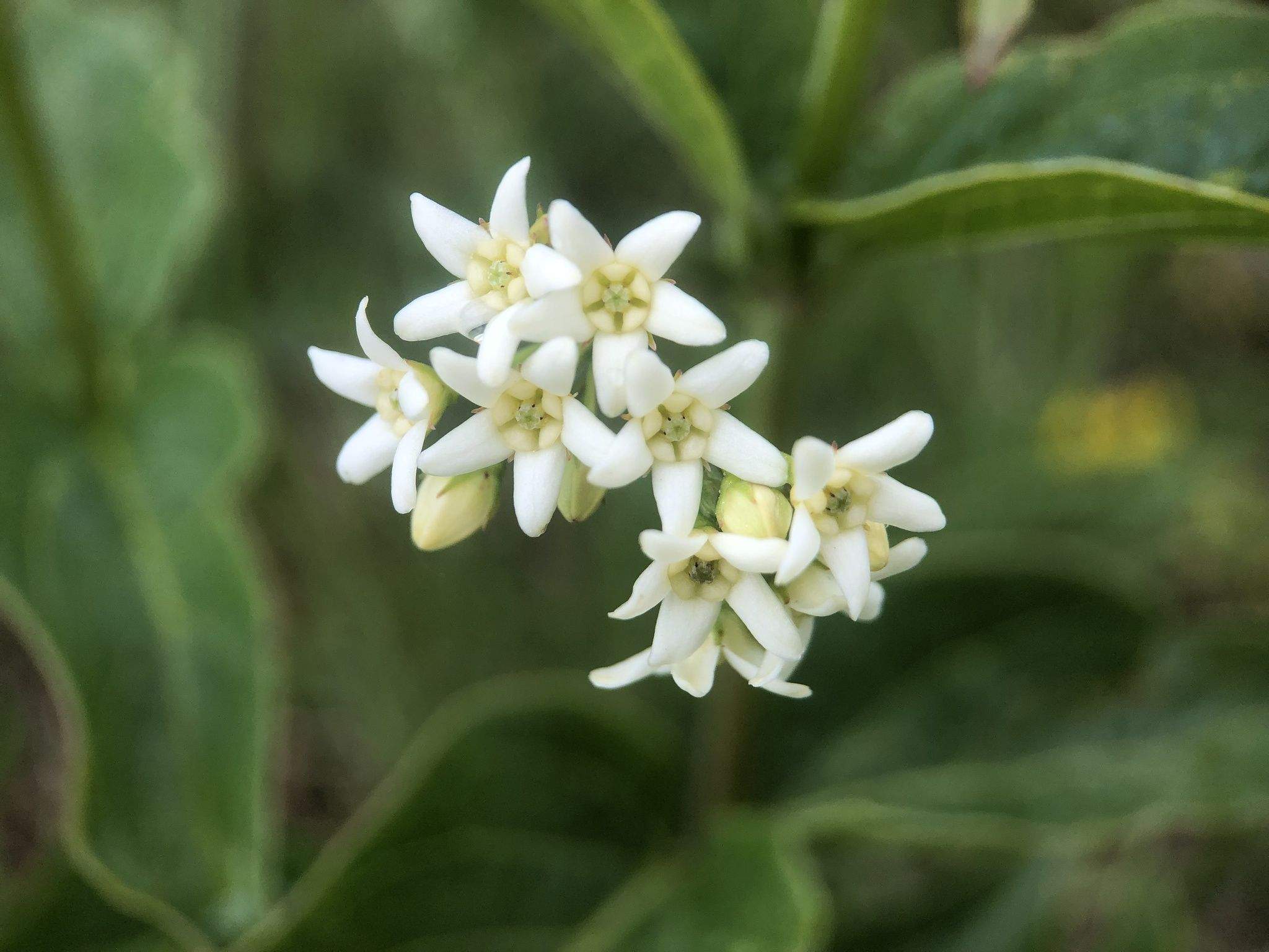 Vincetoxicum hirundinaria