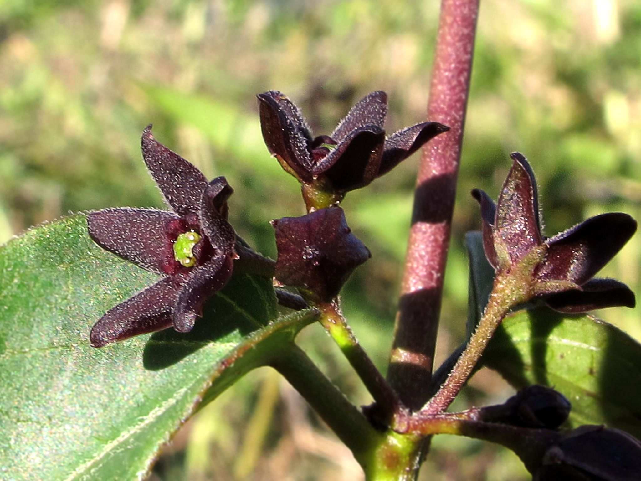 Vincetoxicum nigrum