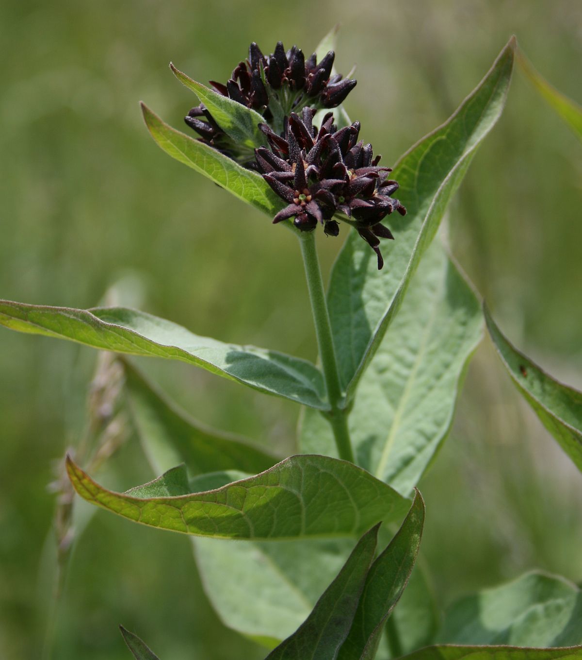 Vincetoxicum sp.