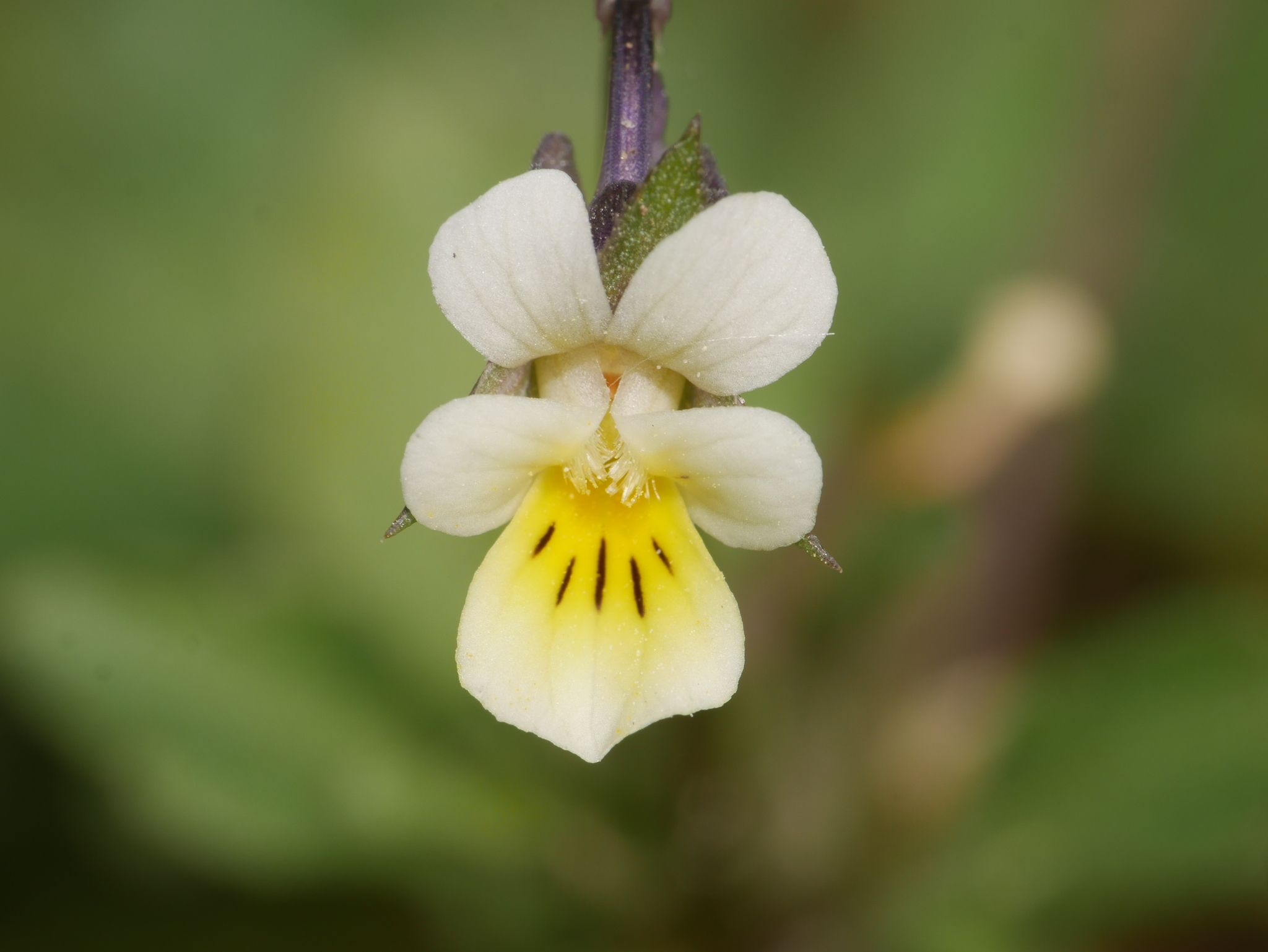 Viola arvensis