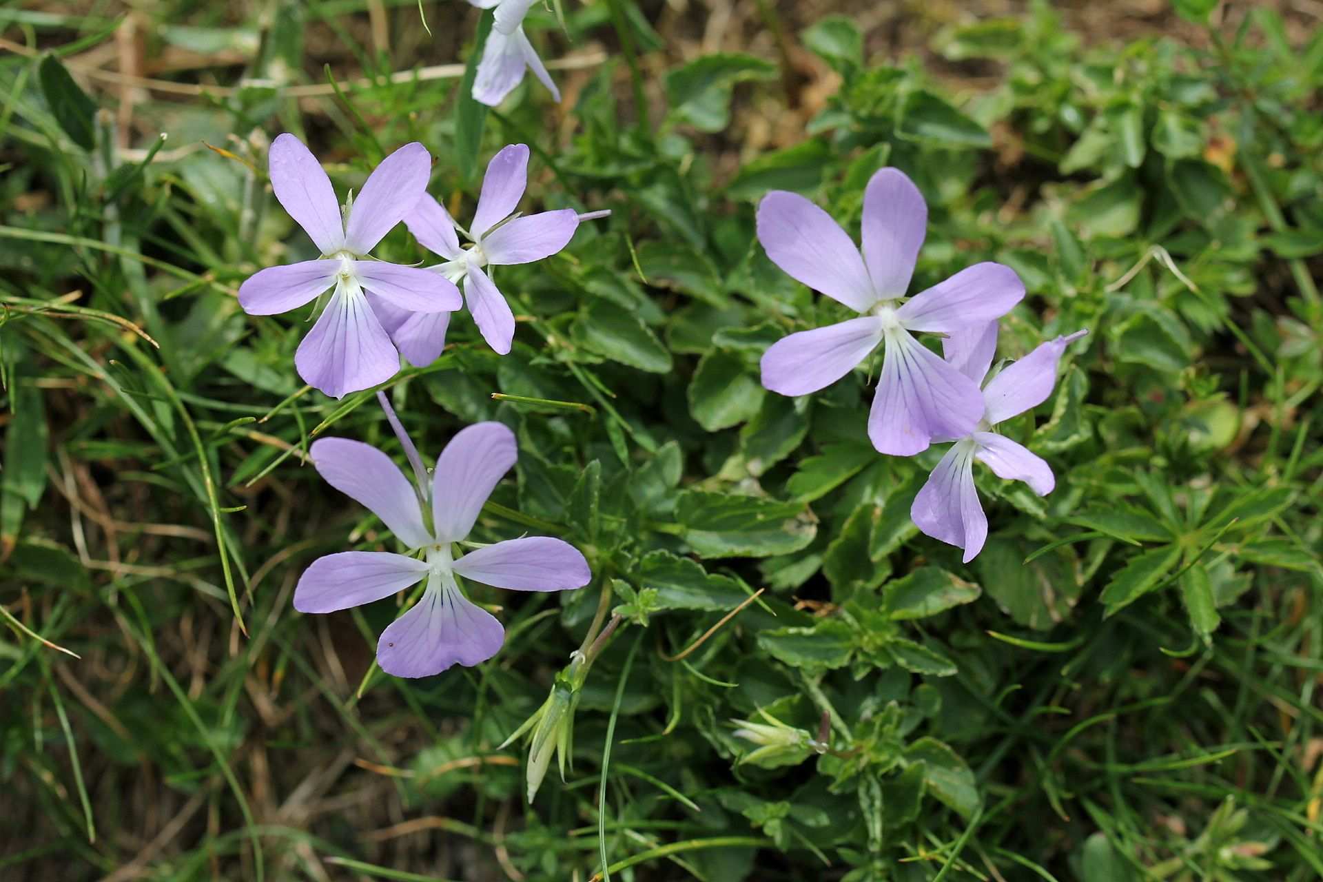 Viola cornuta