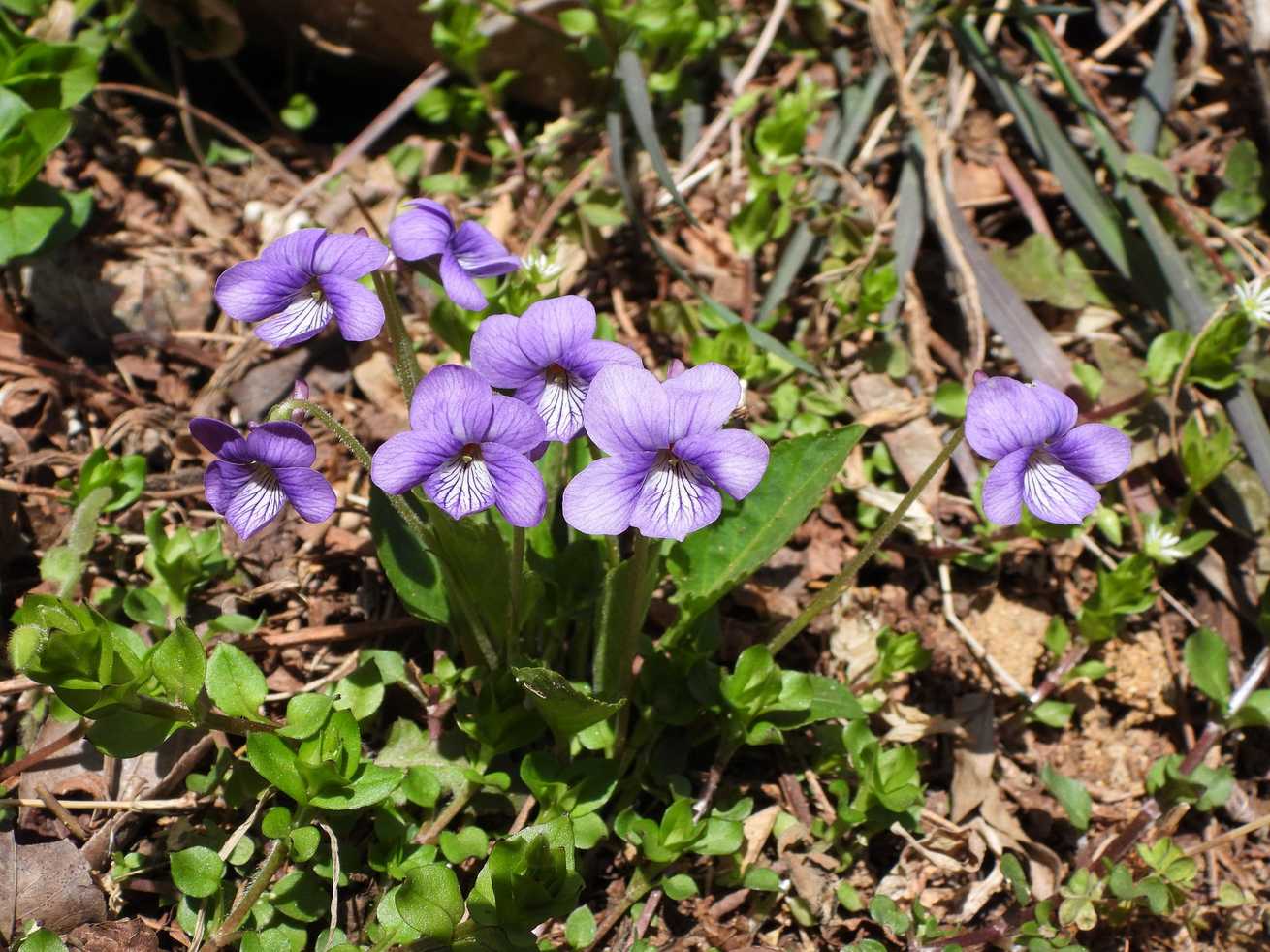 Viola prionantha