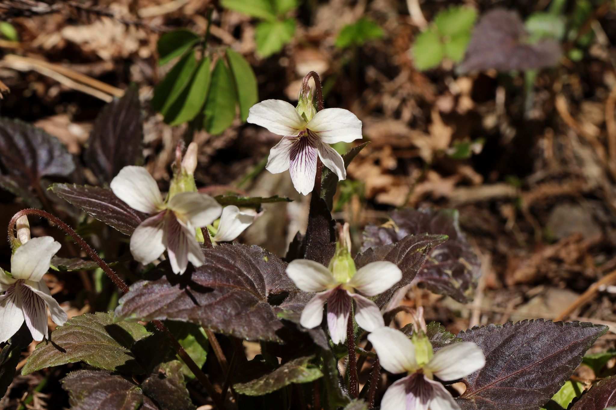 Viola yezoensis