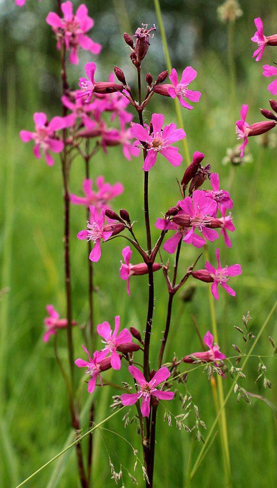 Viscaria vulgaris