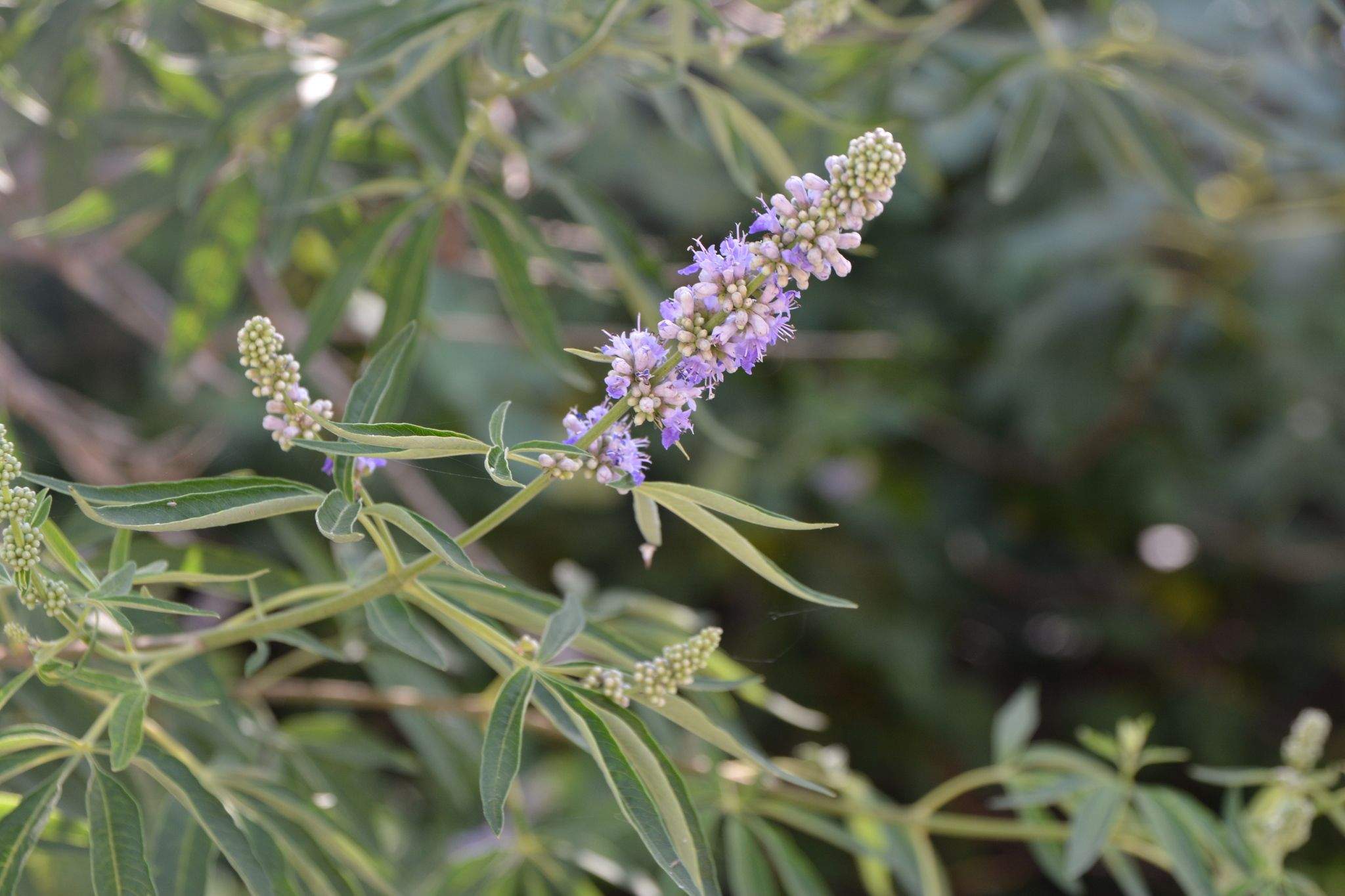 Vitex agnus-castus