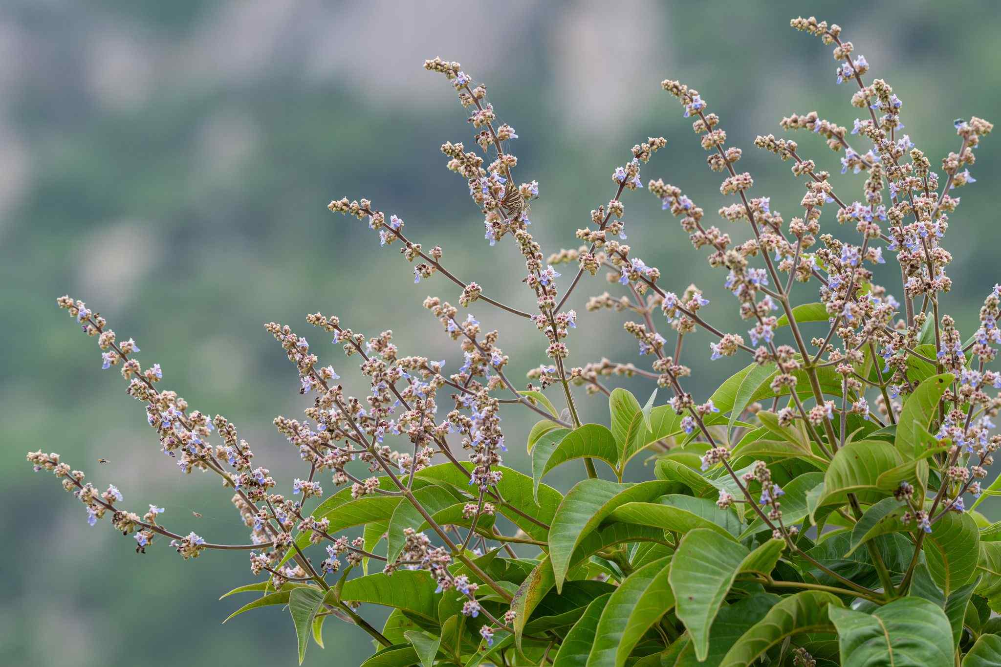 Vitex altissima