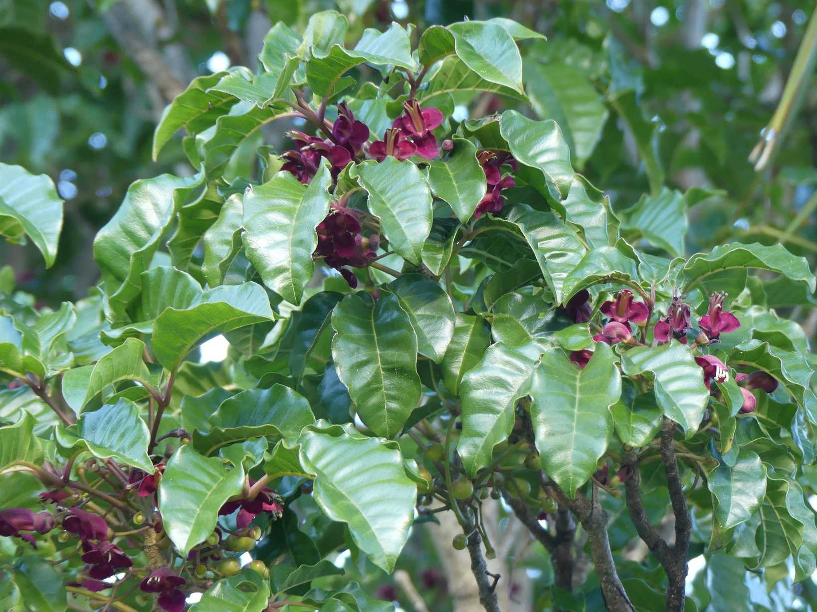 Vitex lucens