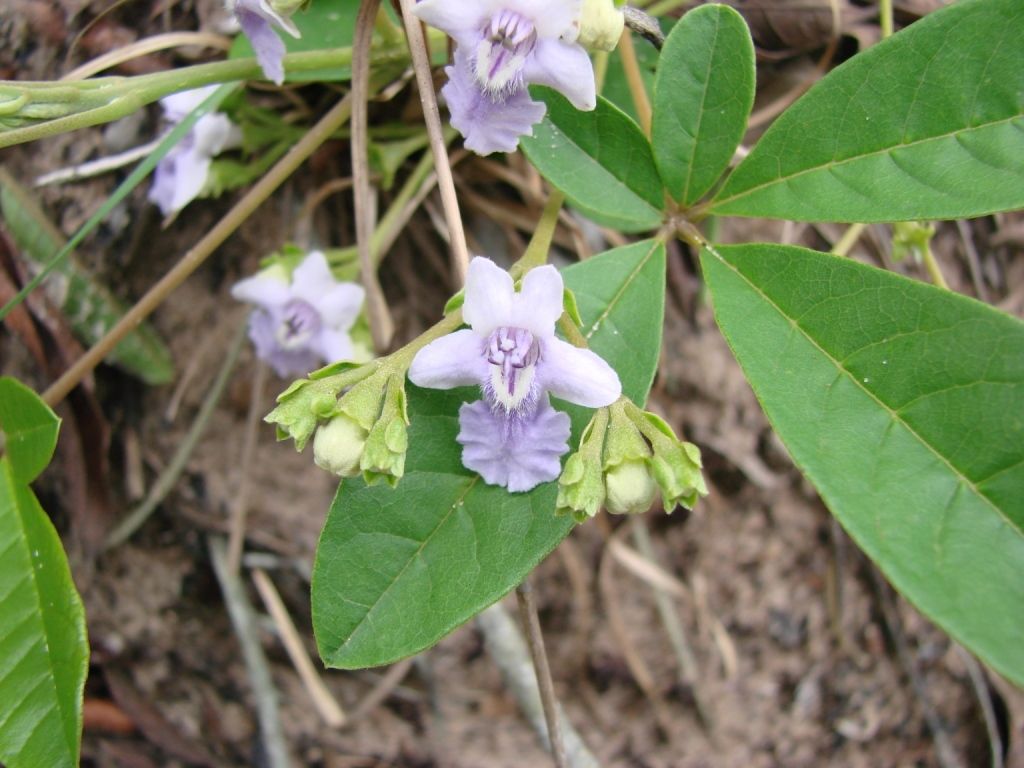 Vitex megapotamica