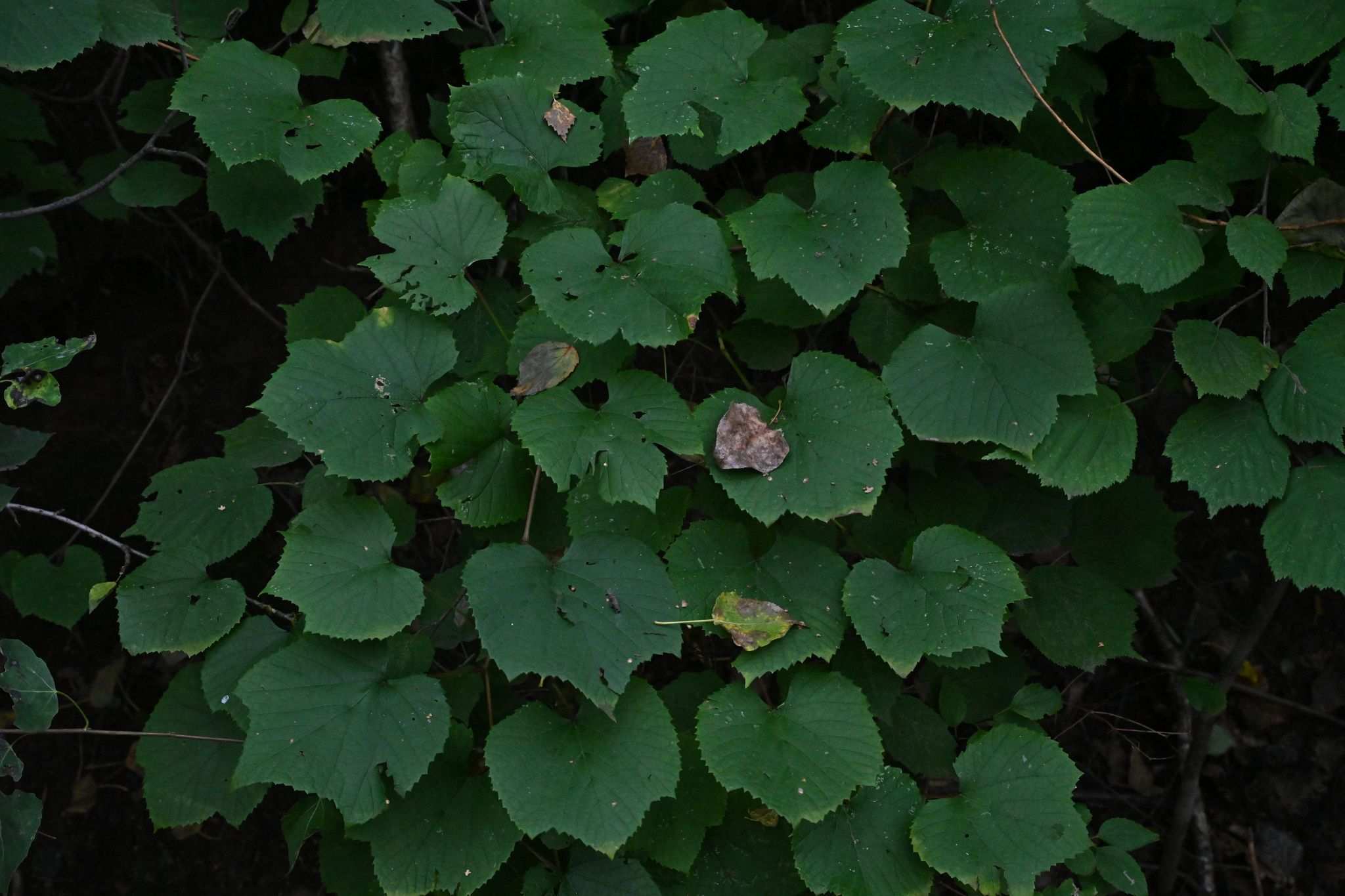 Vitis amurensis