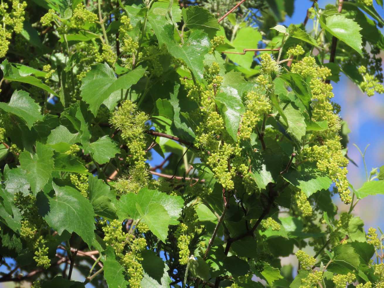 Vitis arizonica