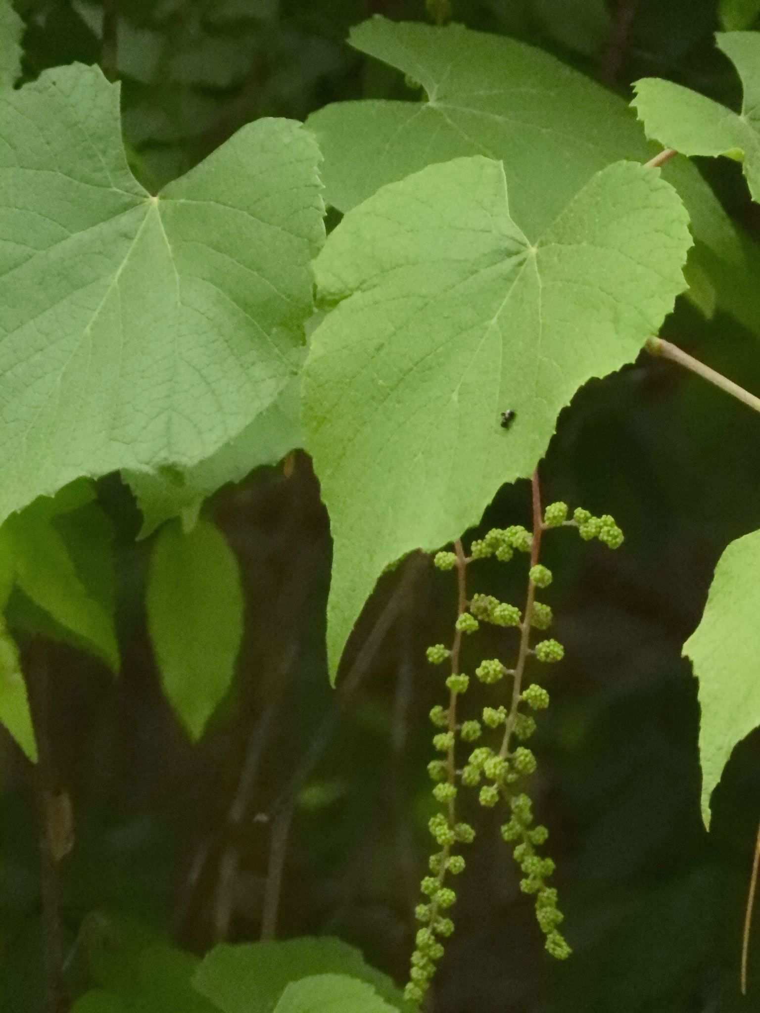 Vitis cinerea