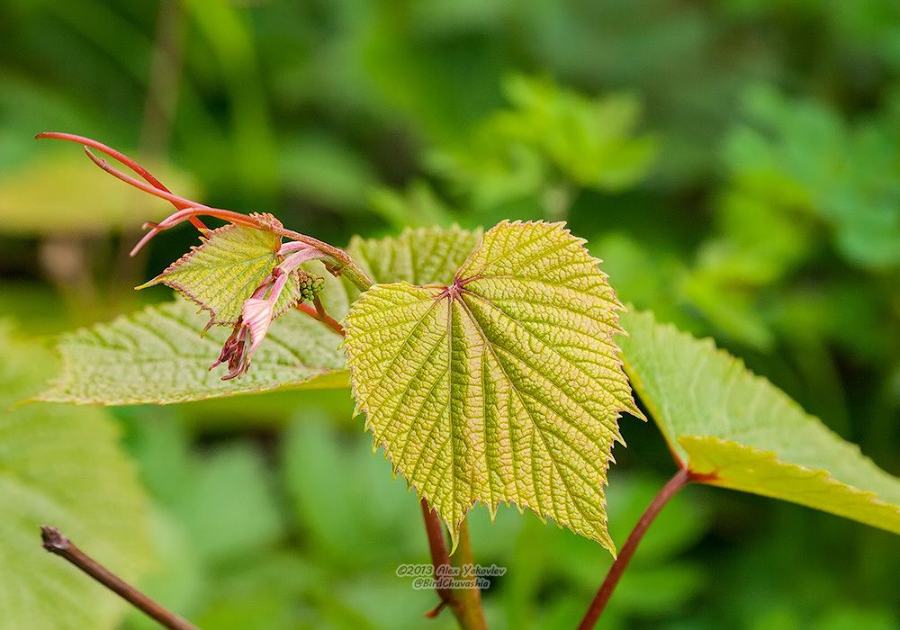 Vitis coignetiae