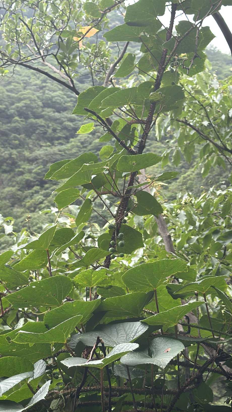 Vitis davidii