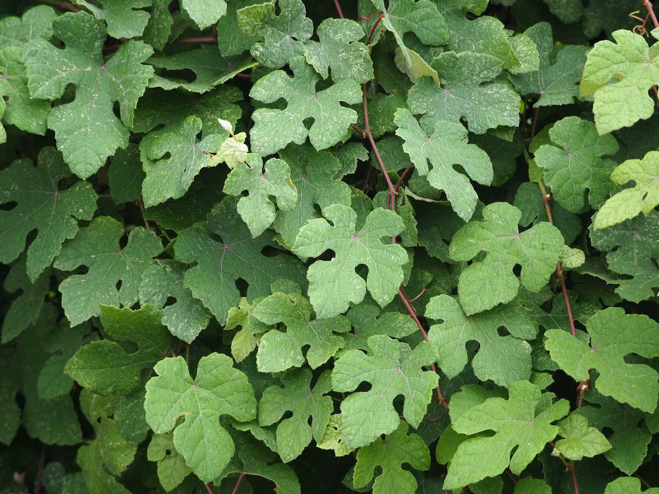 Vitis ficifolia