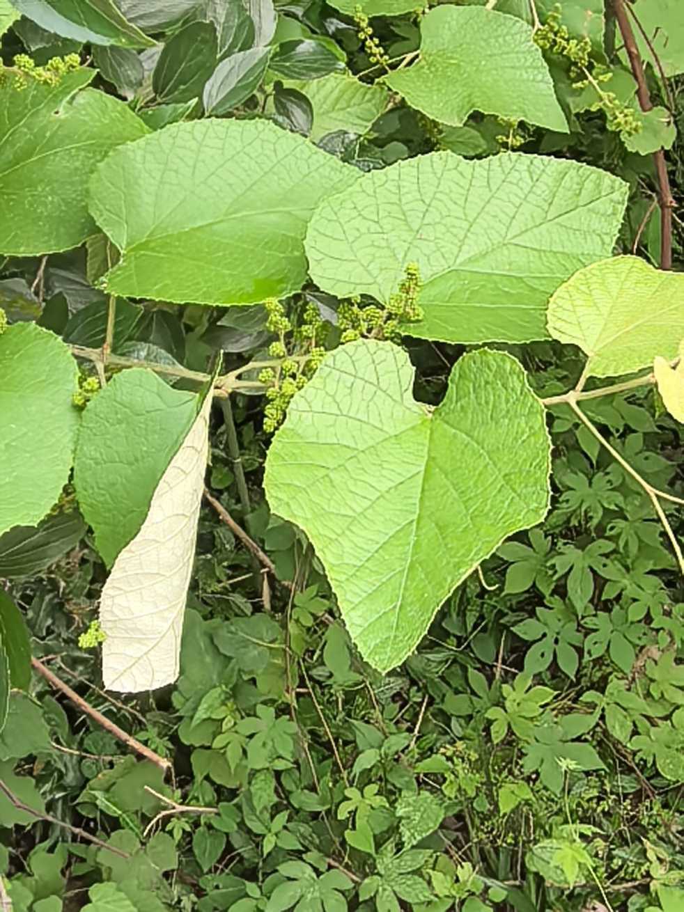Vitis heyneana