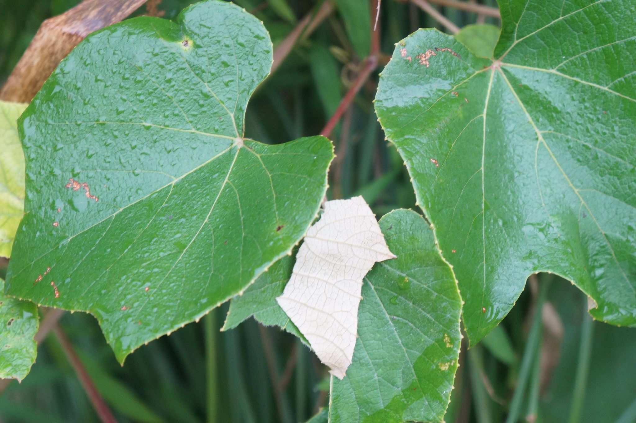 Vitis labrusca