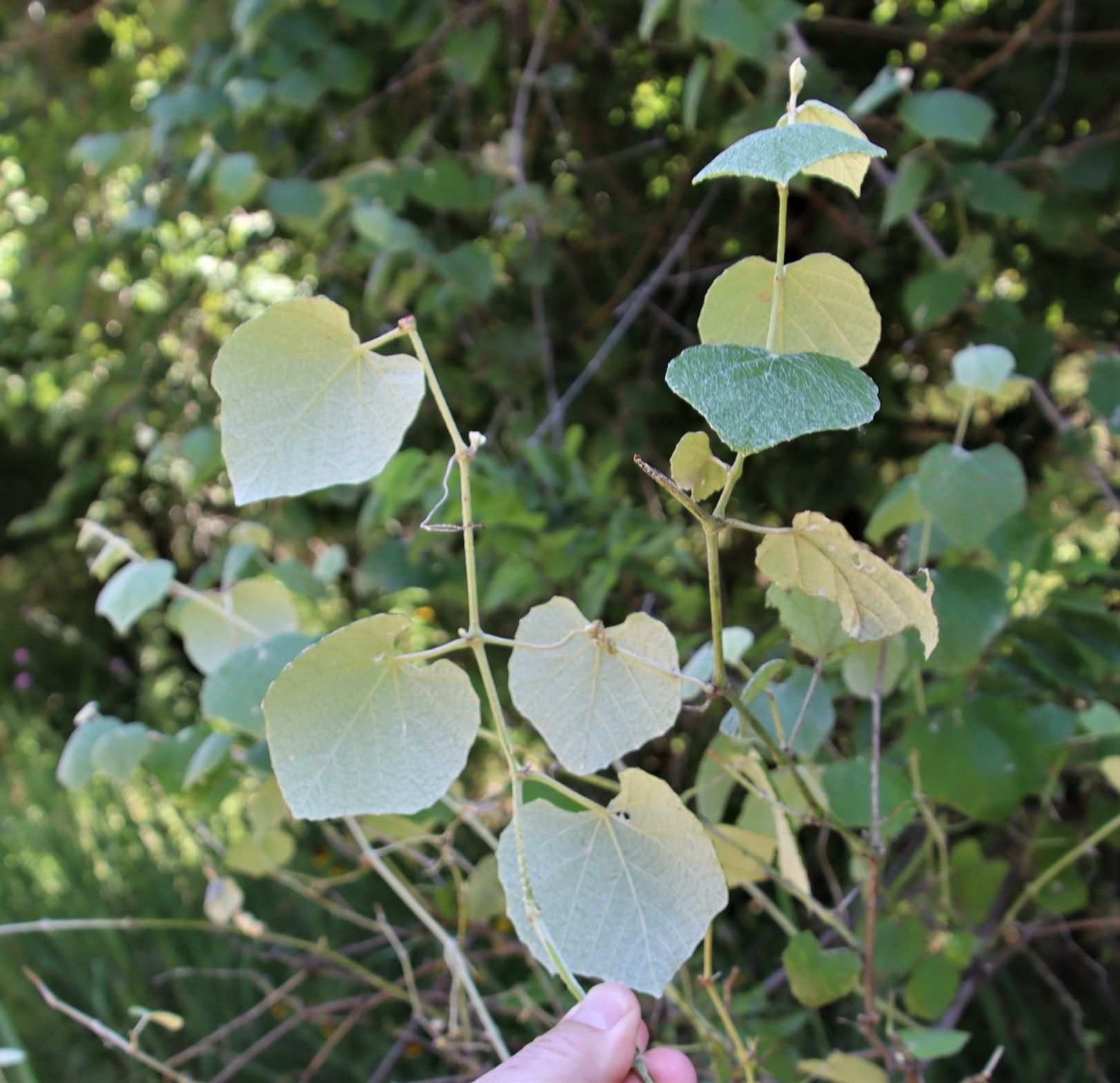 Vitis mustangensis