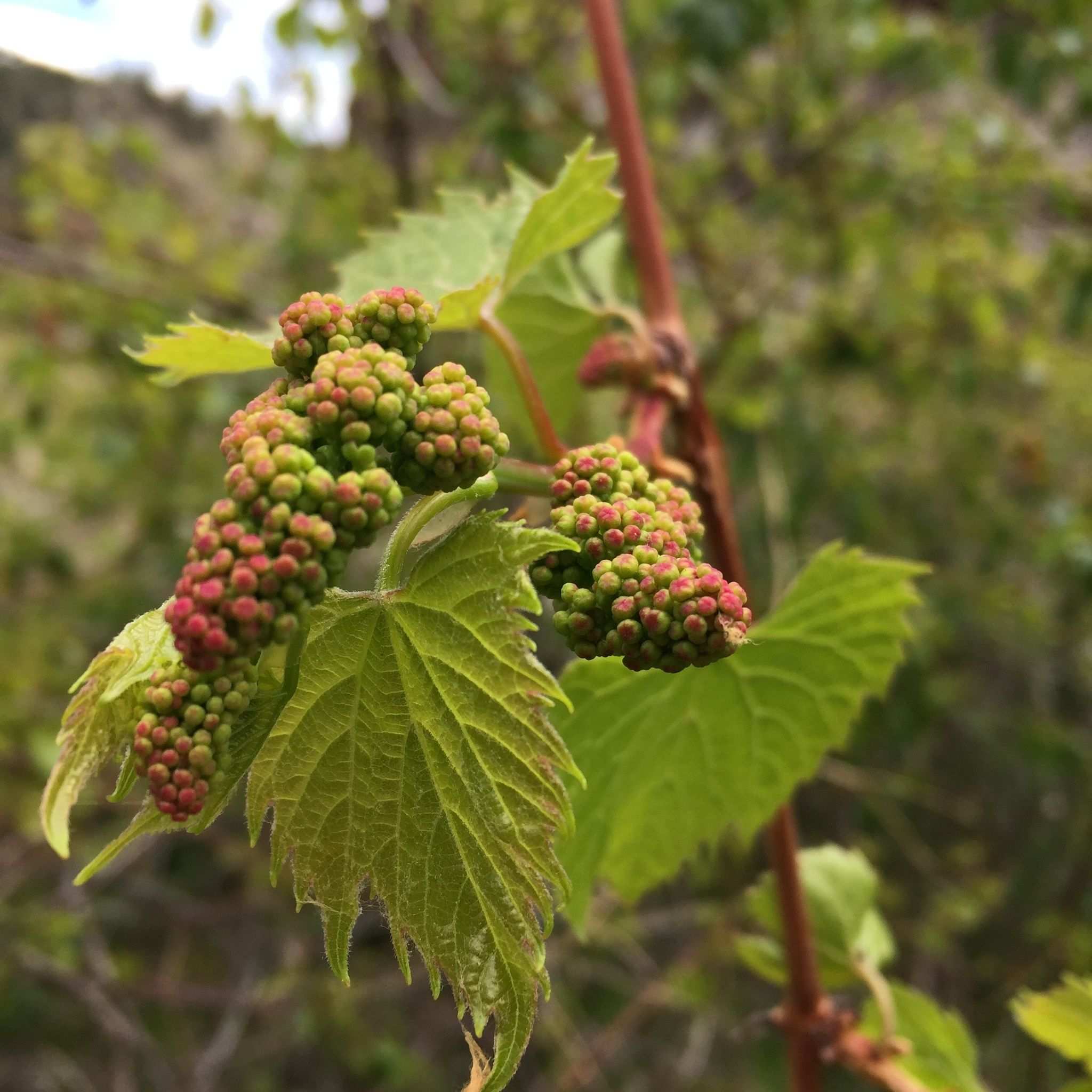 Vitis riparia