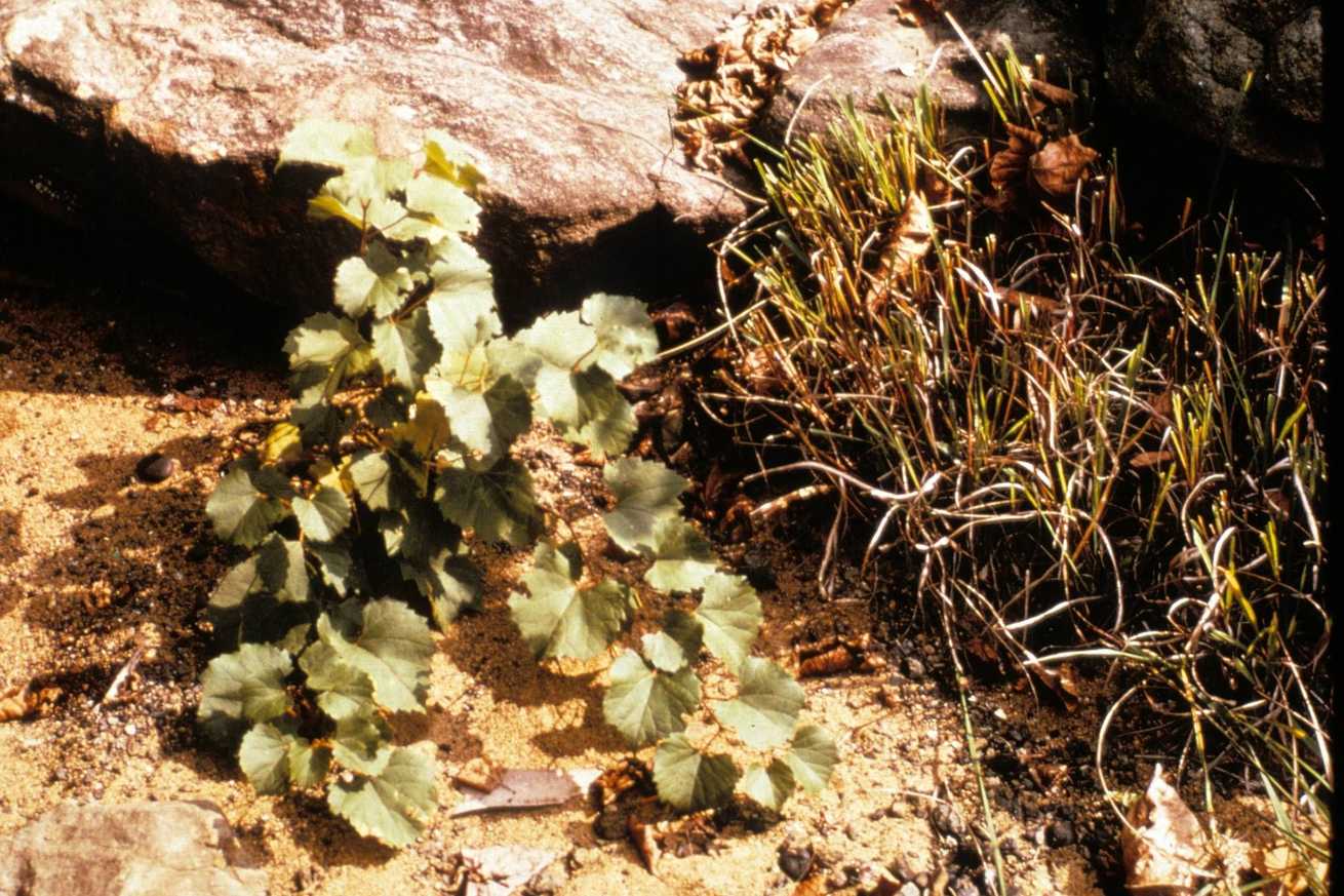 Vitis rupestris