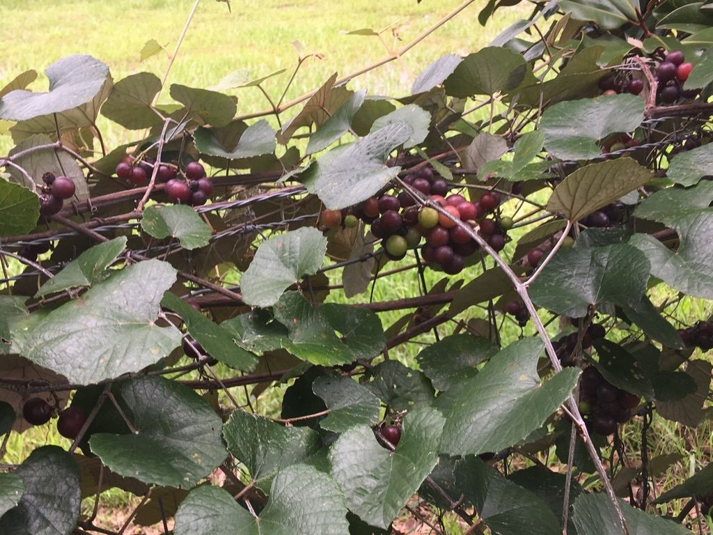 Vitis shuttleworthii