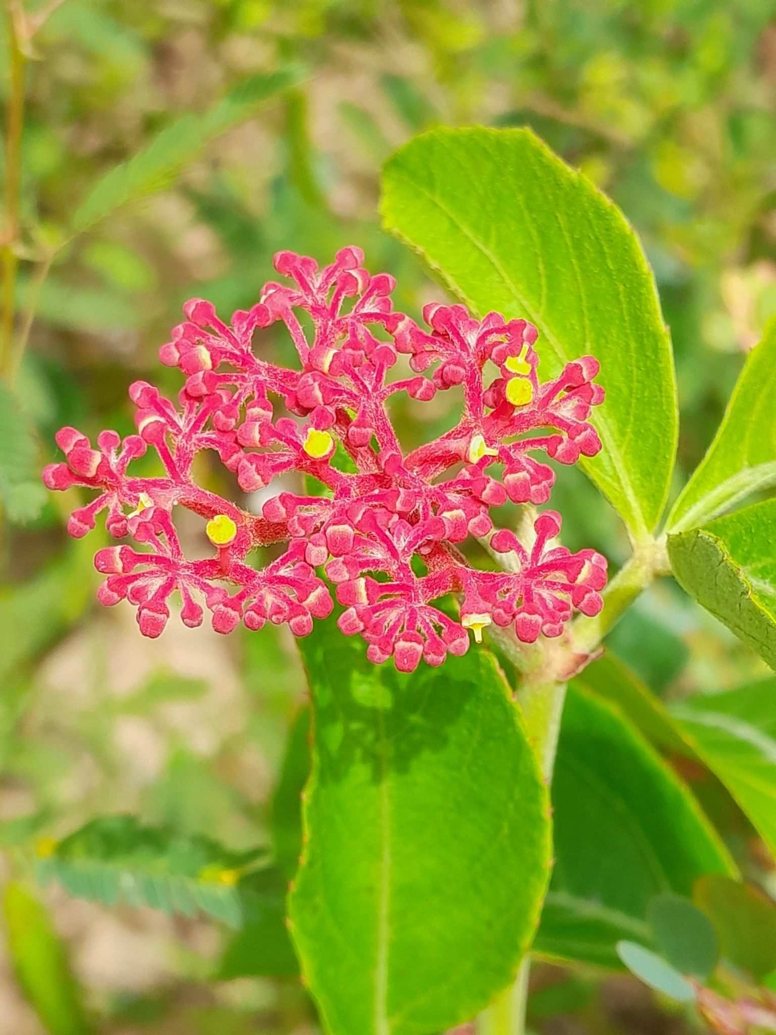 Vitis sp.