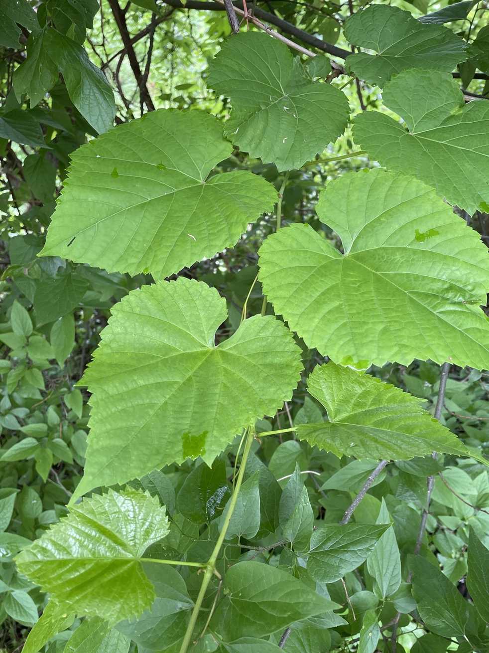 Vitis vulpina