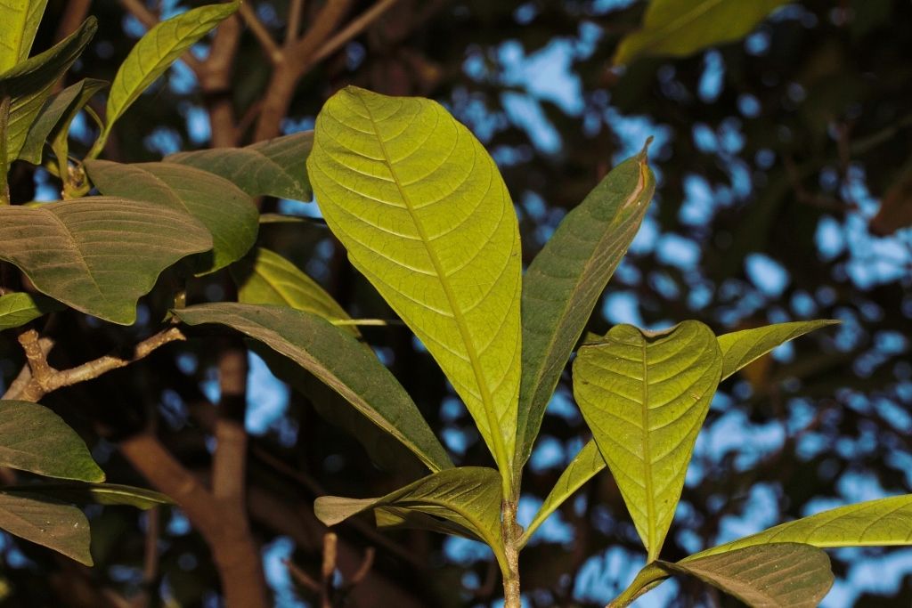 Voacanga africana