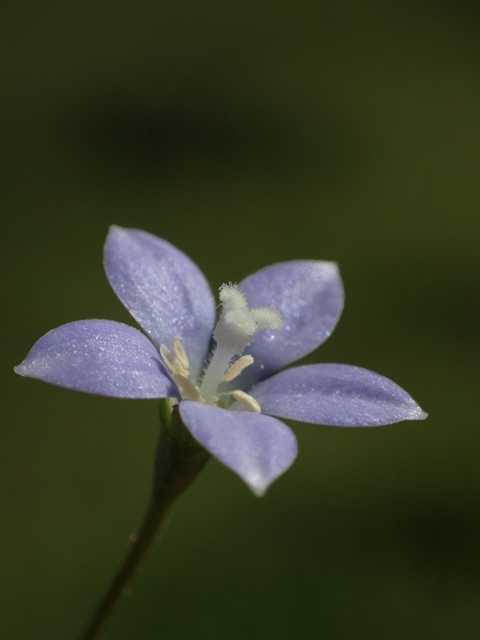 Wahlenbergia marginata
