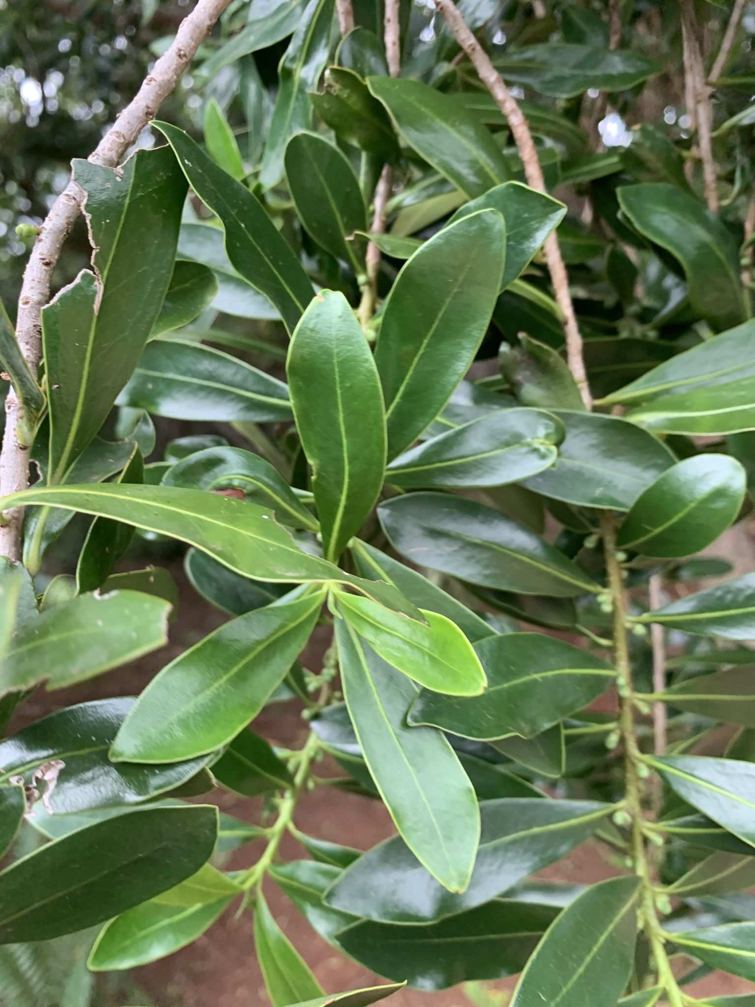 Warburgia salutaris