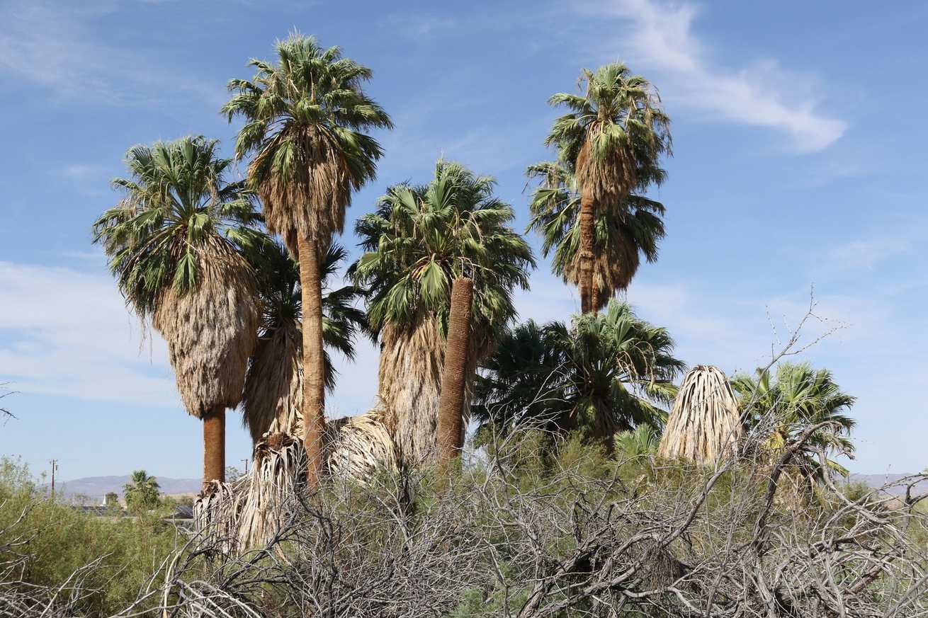 Washingtonia filifera