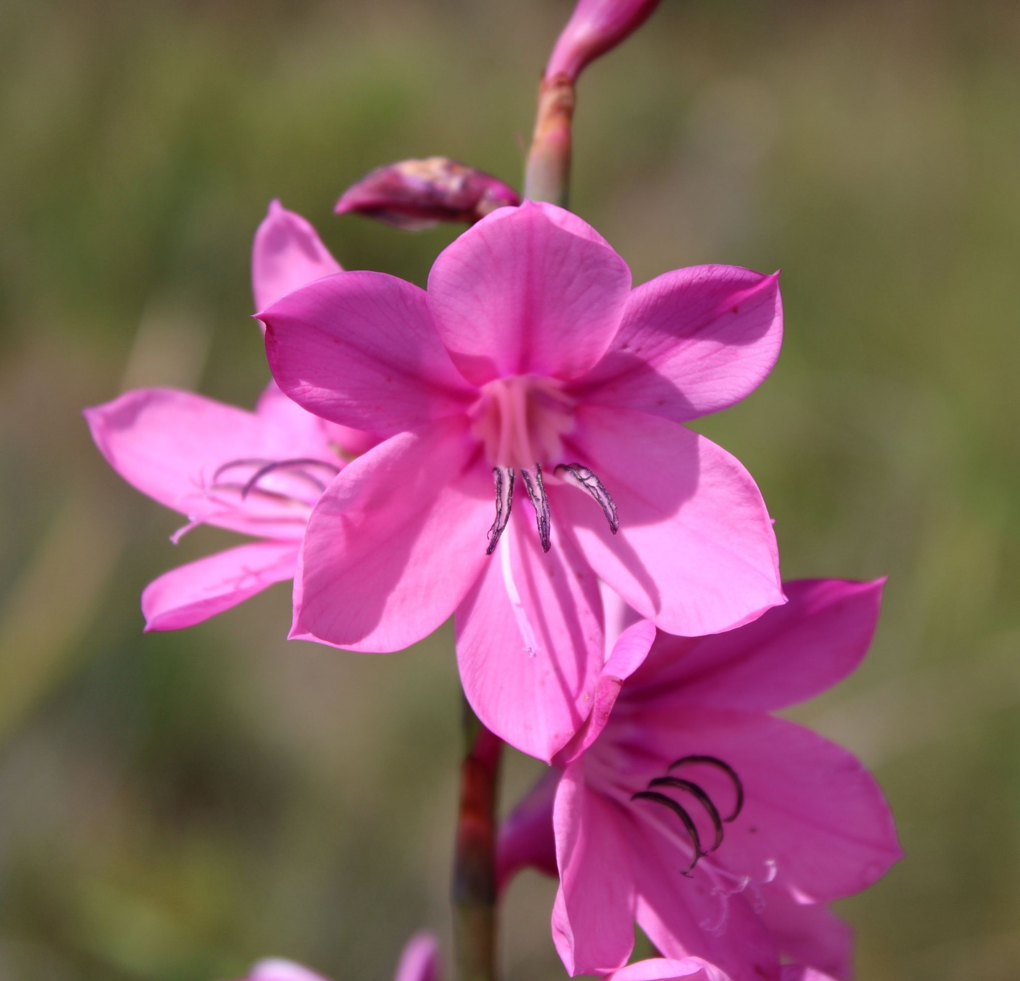Watsonia