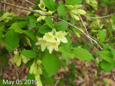 Weigela subsessilis