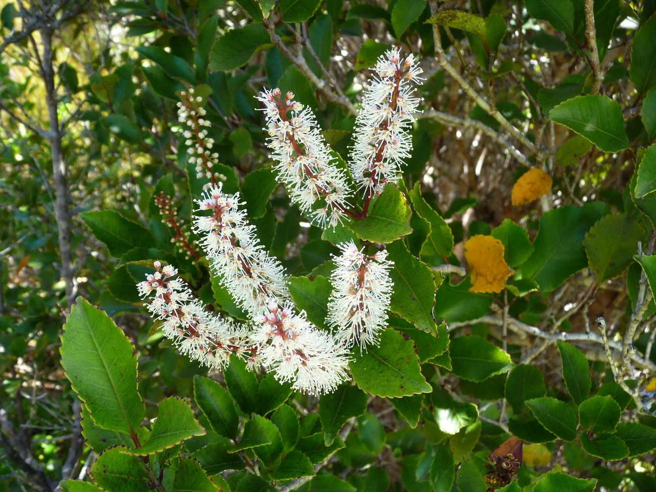 Weinmannia racemosa