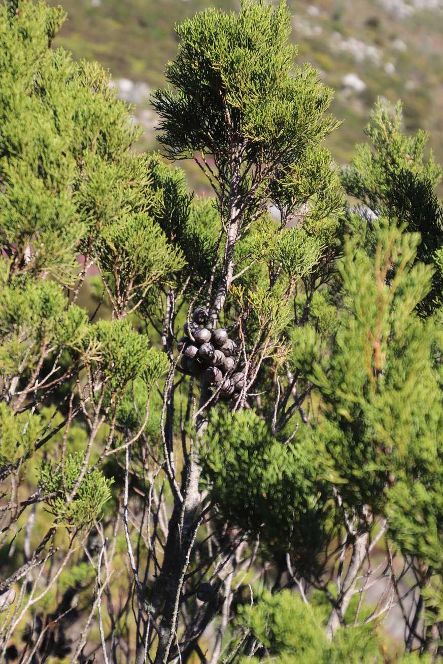 Widdringtonia