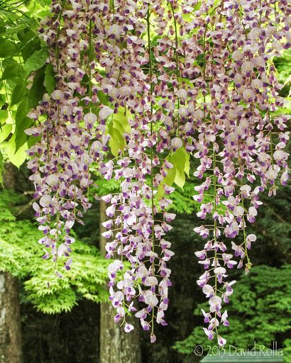 Wisteria floribunda