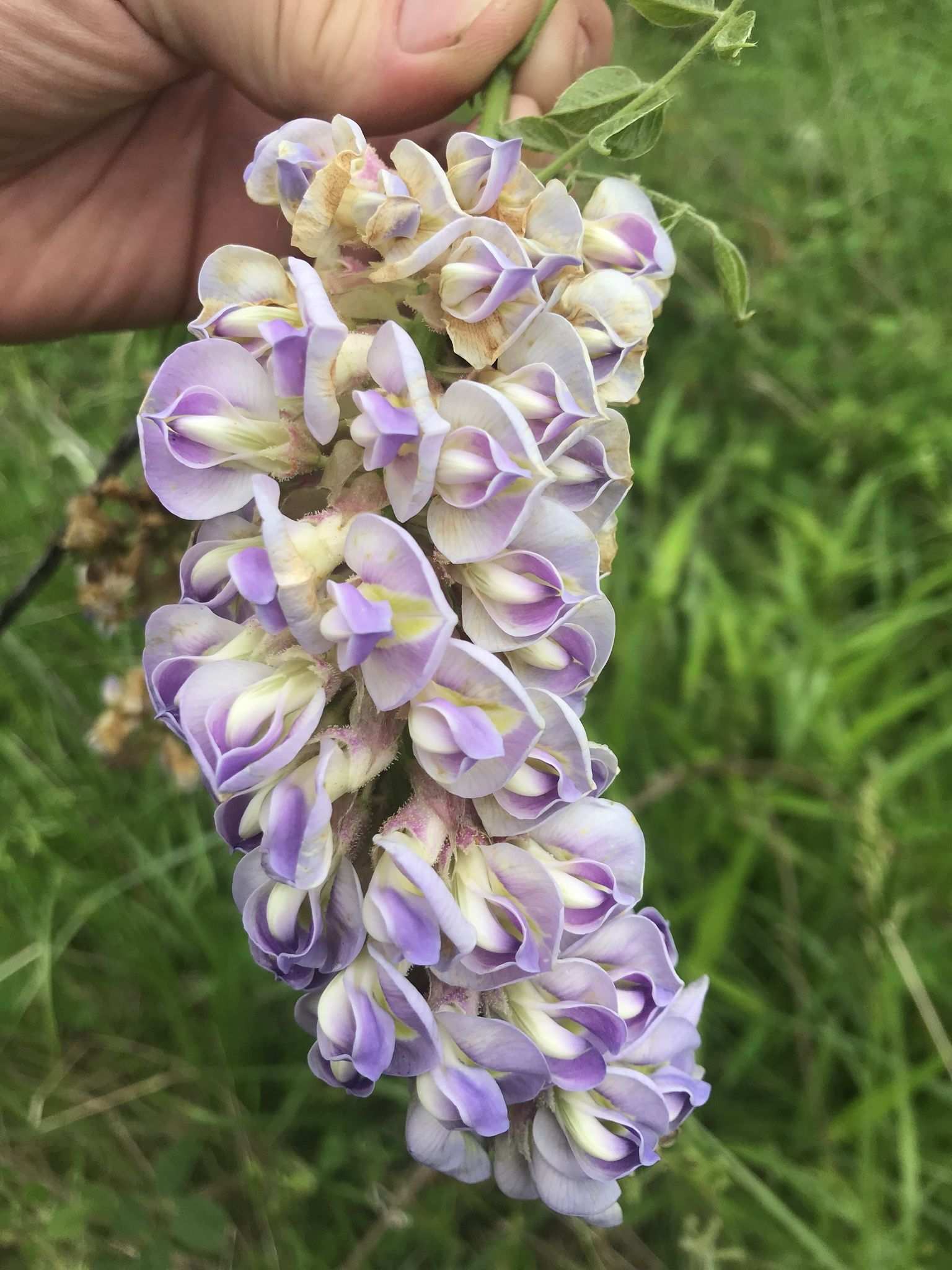 Wisteria frutescens