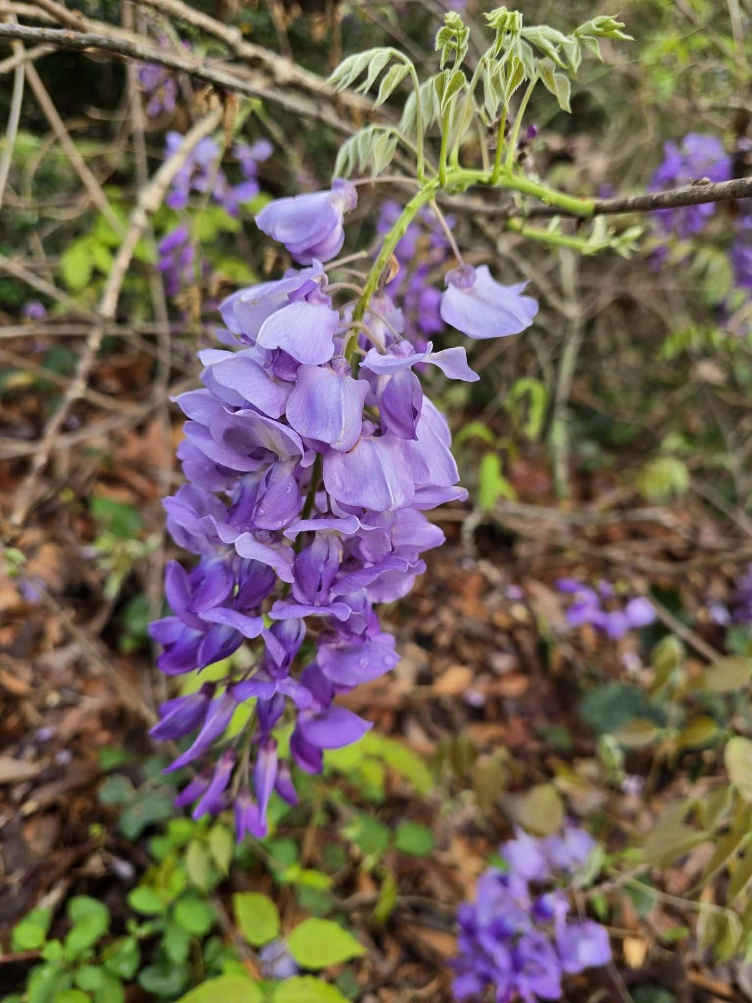 Wisteria sinensis