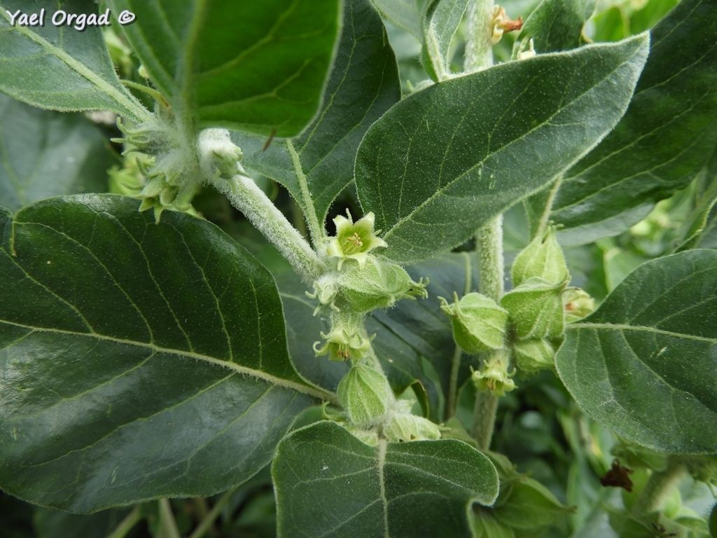 Withania somnifera