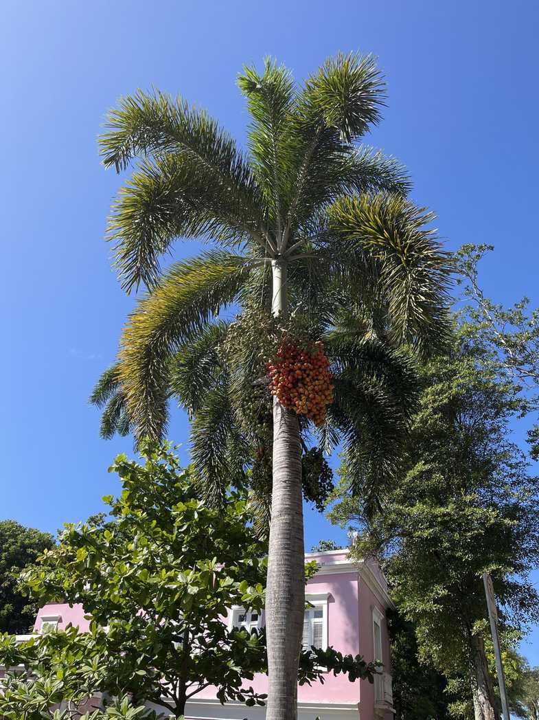 Wodyetia bifurcata