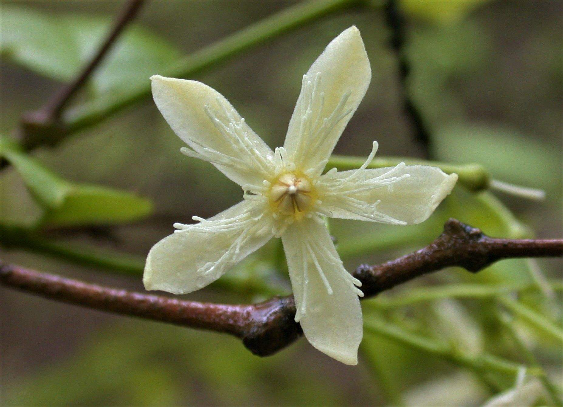 Wrightia tinctoria