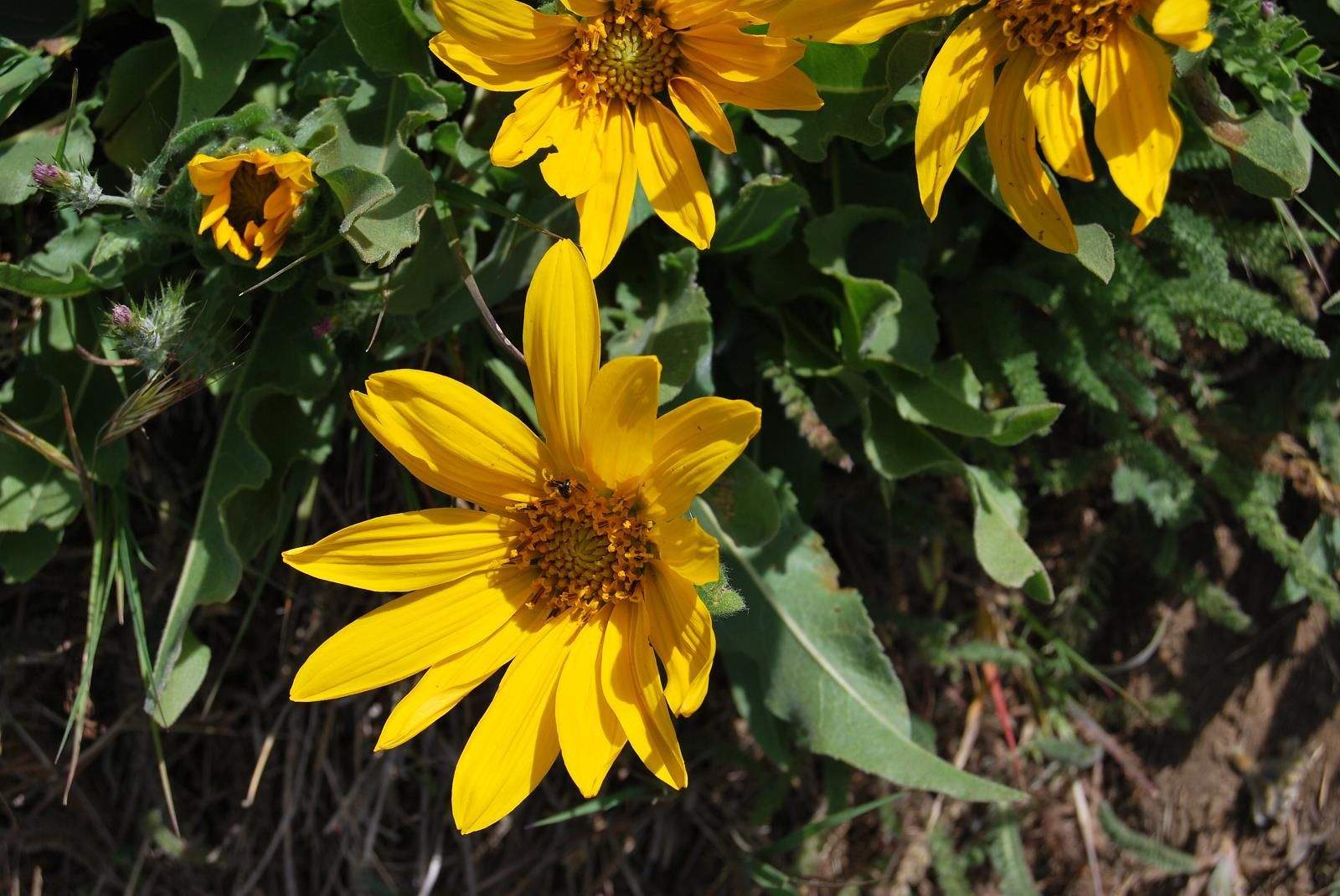 Wyethia angustifolia