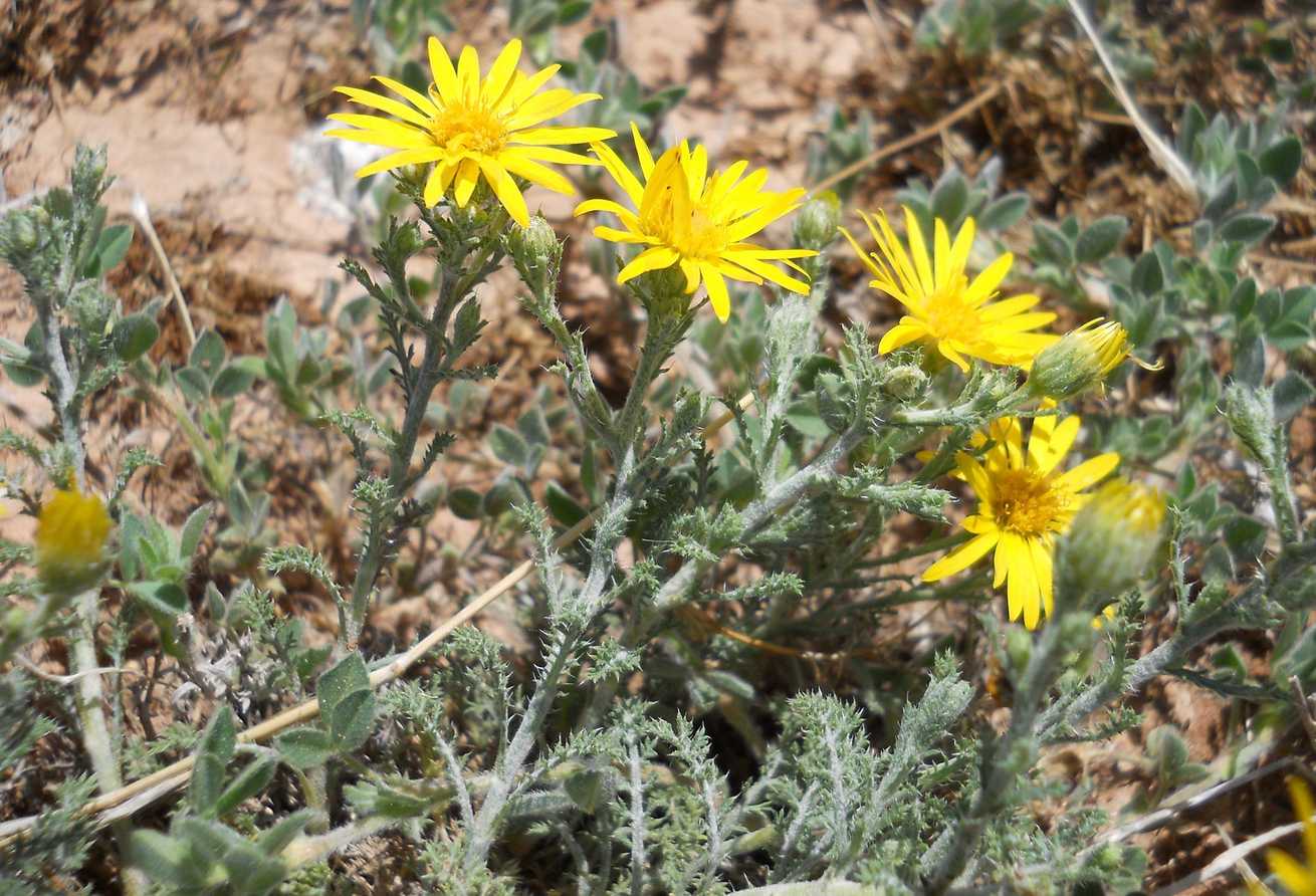 Xanthisma spinulosum