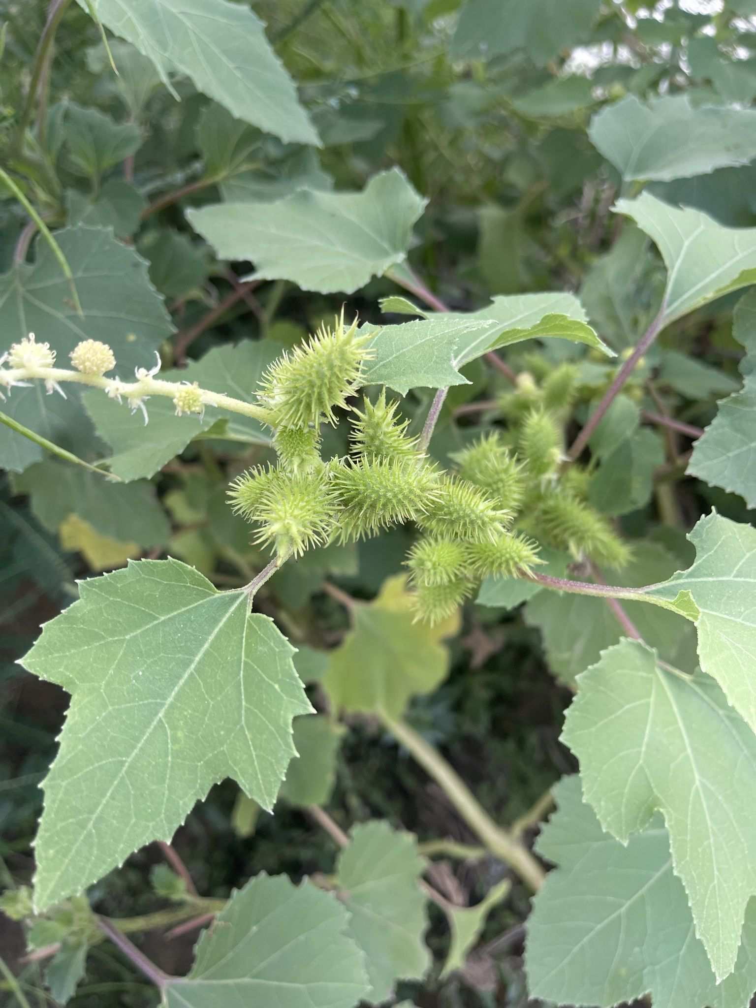 Xanthium