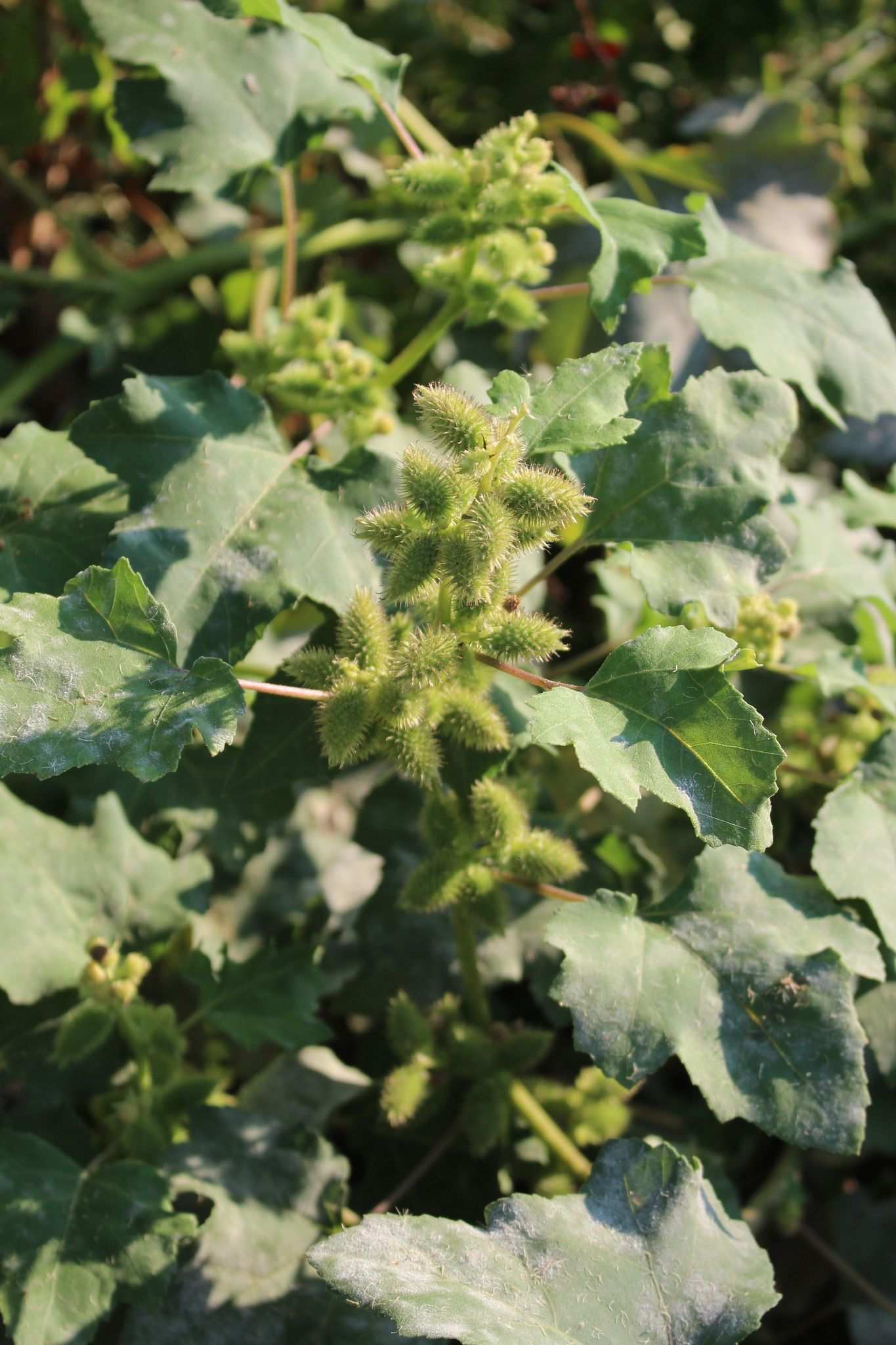 Xanthium orientale