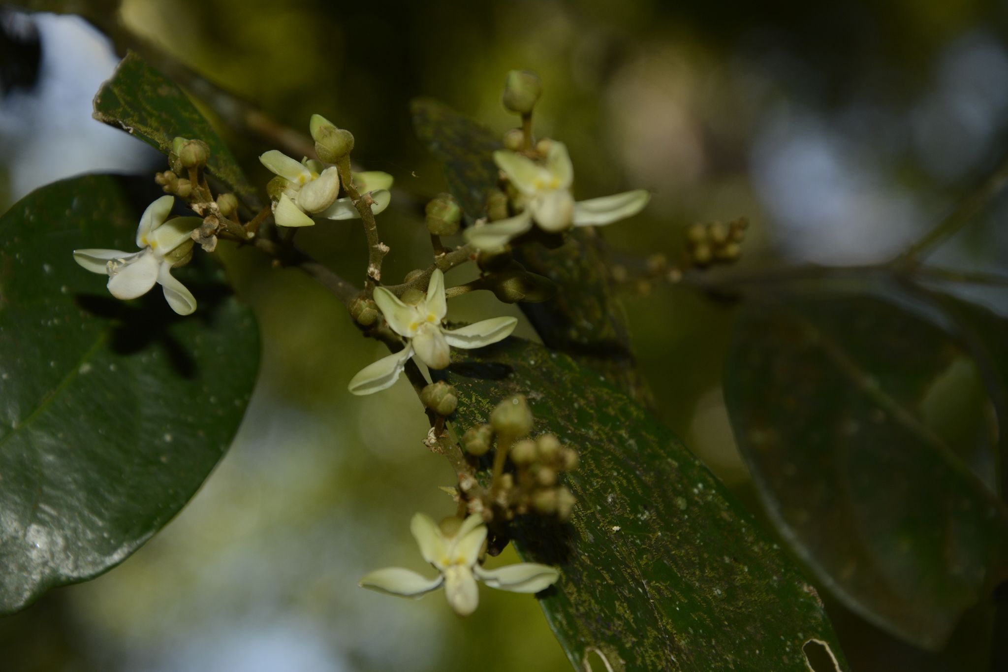 Xanthophyllum flavescens